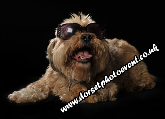 Fun Dog Show Photography Dorset