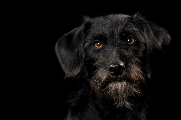 Portrait of a Black Dog