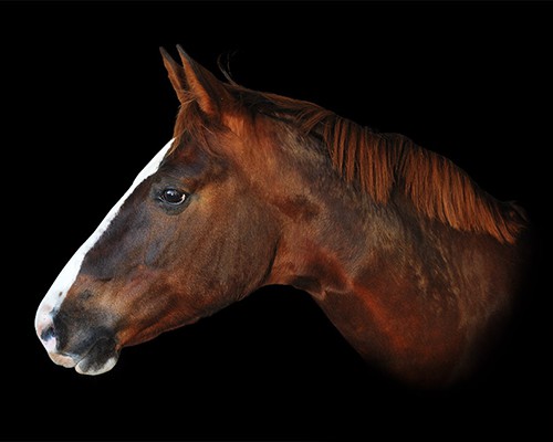 Fine Art Equestrian Portrait
