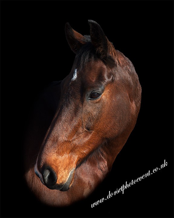 DorsetPhotoEvent Horse Photographer UK