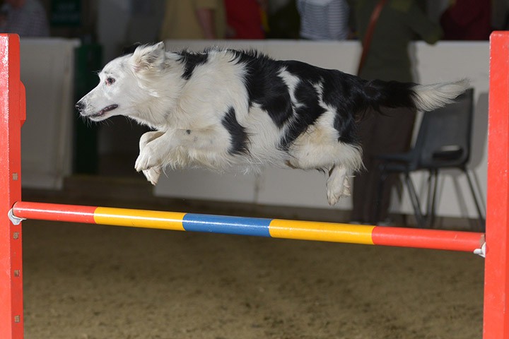 iLux Summit Dog Agility