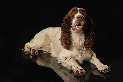 Dog Agility Photography Dorset