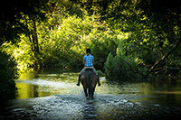 fine art equestrian photography and stable visits Horse Photographer UK