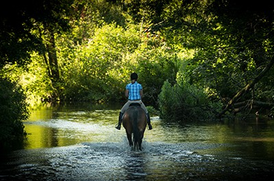 Fine Art Equestrian Photography & Stable Visits